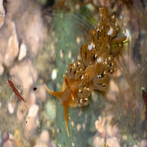 la-limace-bigoudis-standard.jpg