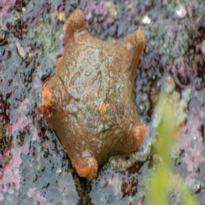 Asterinidae