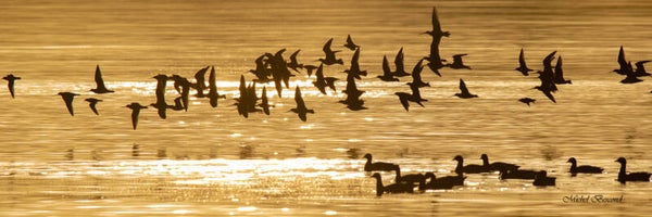 oiseaux au levant