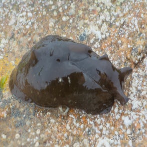 Lièvre de mer 