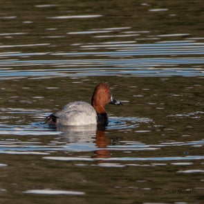 prise-de-vue-sans-titre-4111-standard.jpg