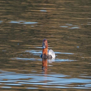 prise-de-vue-sans-titre-4147-standard.jpg