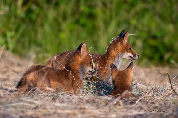 Fratrie Renard 1