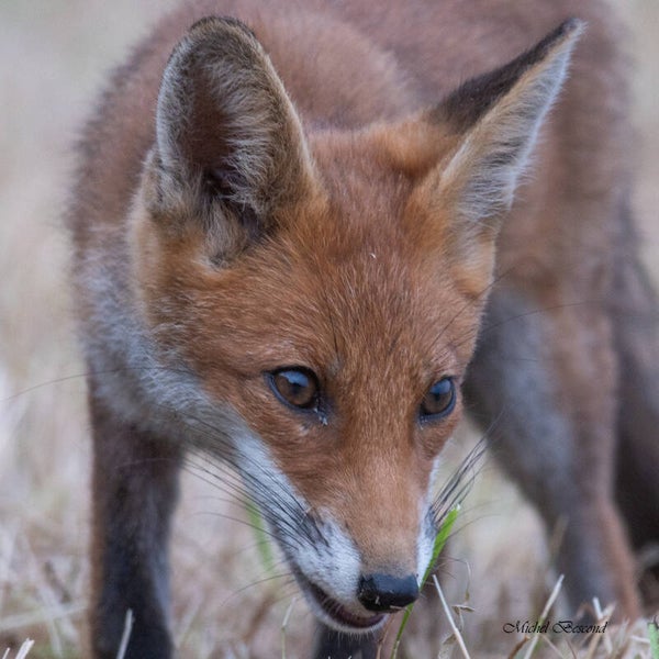 Renard portrait en 30x30