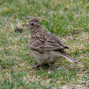 prise-de-vue-sans-titre-9522-standard.jpg