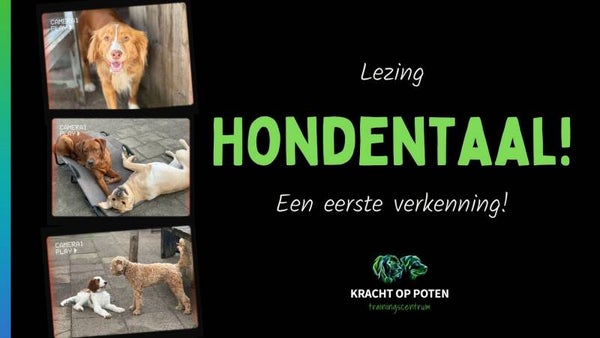 Workshop Hondentaal! ... theorie en praktijk! Zaterdag 7 juni 2025