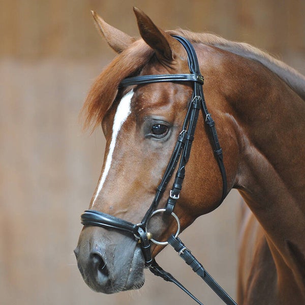 Bridon ECOLINE LINA + rênes
