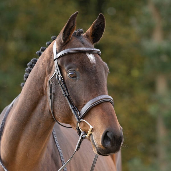 Bridon CSO BENITA + rênes tressées