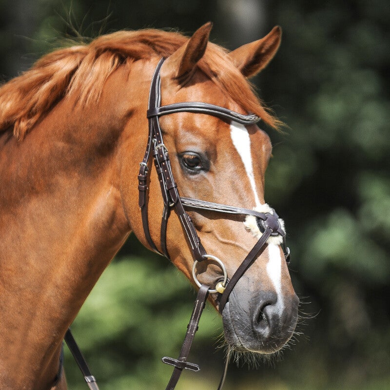 Bridon DIANDRO + rênes