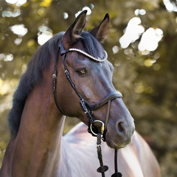 Bridon CALLA Kaval SH4