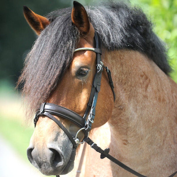 Bridon CLINCHESSE Kaval SH4 + rênes