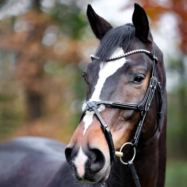 Bridon LUCIA + rênes