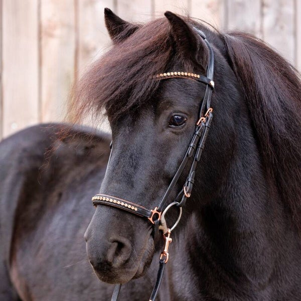 Bridon Islandais FREYA