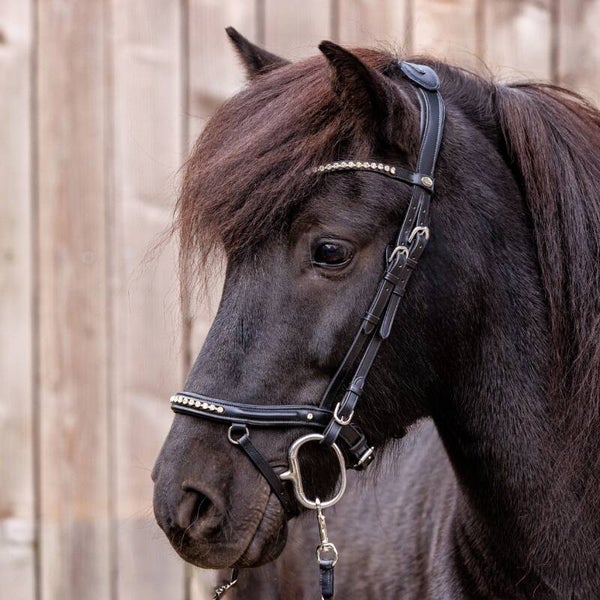 Bridon Islandais JORUNN