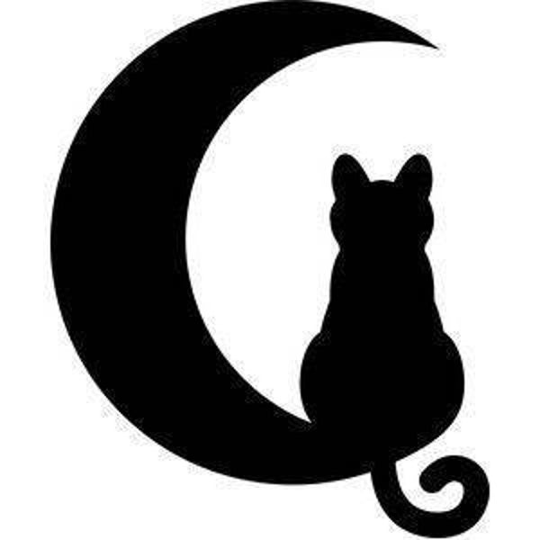 Chat Nocturne