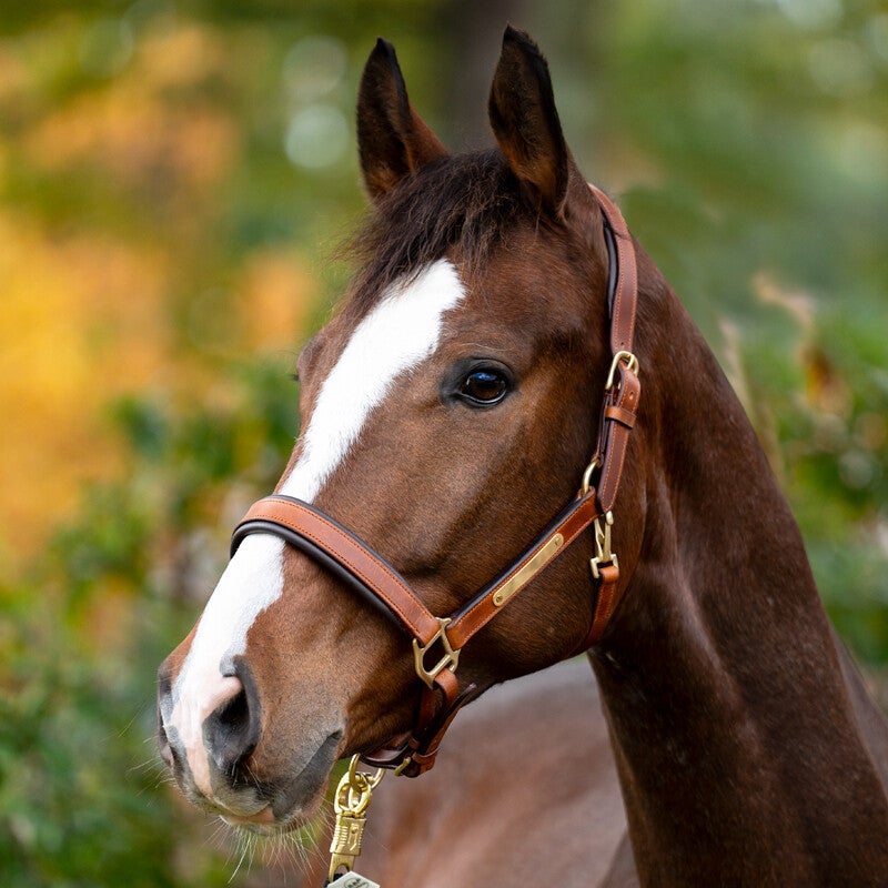 Licol en cuir souple avec plaque à graver CINTA