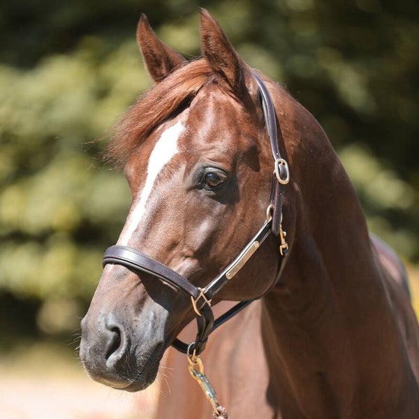 Licol en cuir avec plaque à graver BENNETT