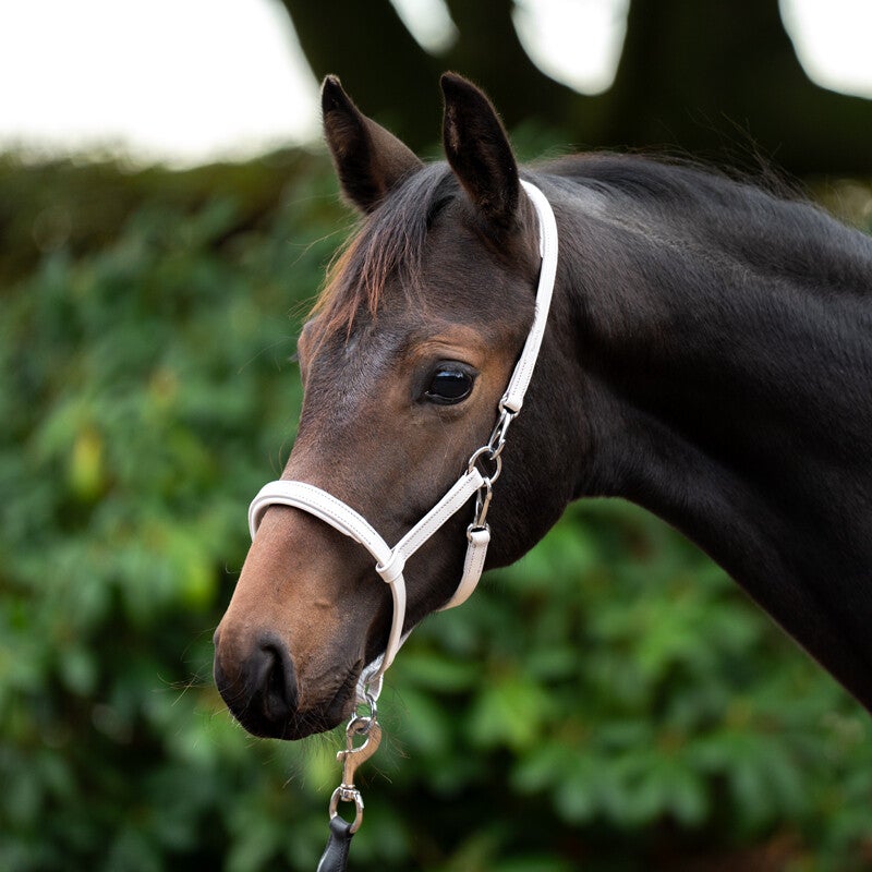 Licol en cuir pour poulain/yearling