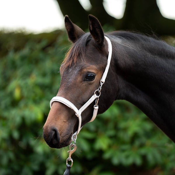 Licol en cuir pour poulain/yearling