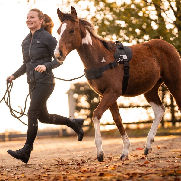 Harnais pour poulains FOALMASTER