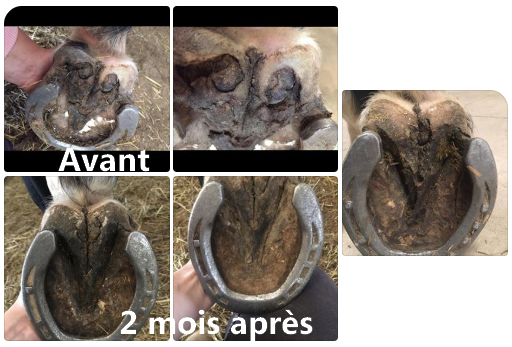 Gel Traitant Pourriture Sévère des Fourchettes EKIN