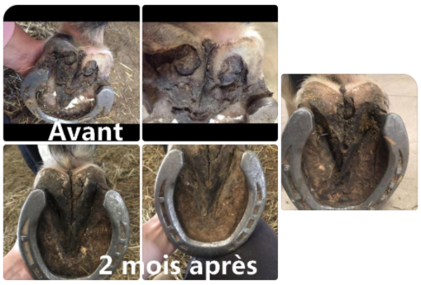 Gel Traitant Pourriture Sévère des Fourchettes EKIN