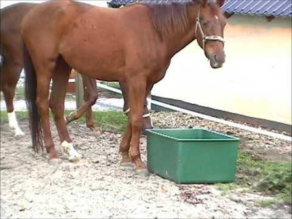 Grande mangeoire/abreuvoir OK Plast Pasture 200 l