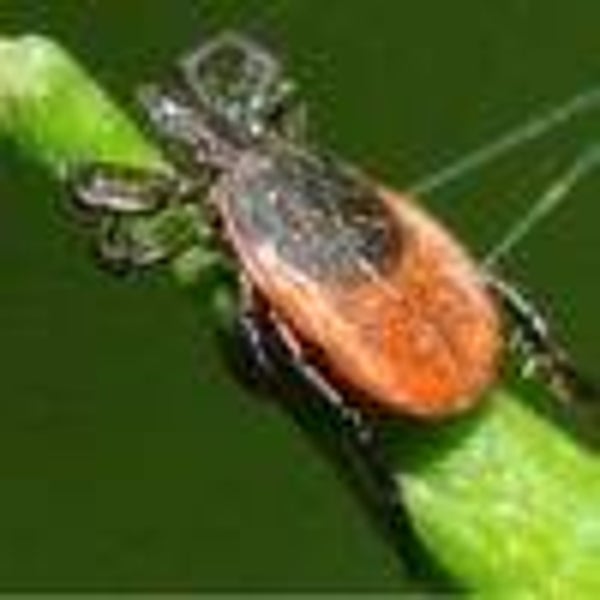 Gel Répulsif Insectes EKIN