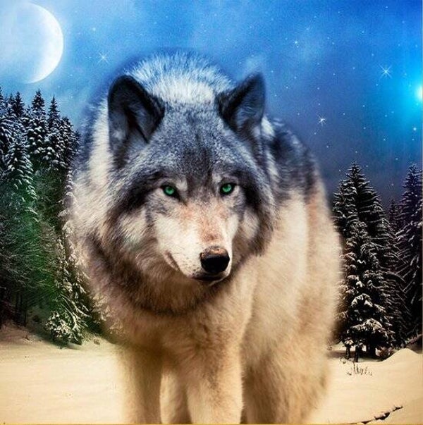 wolf 50x40 cm vierkante stenen
