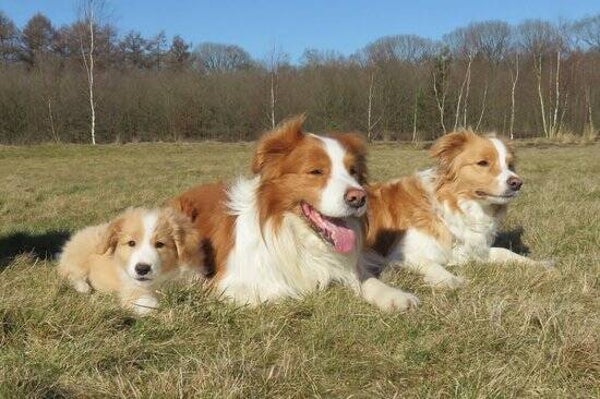 Bordercollies 50x40 cm ronde stenen