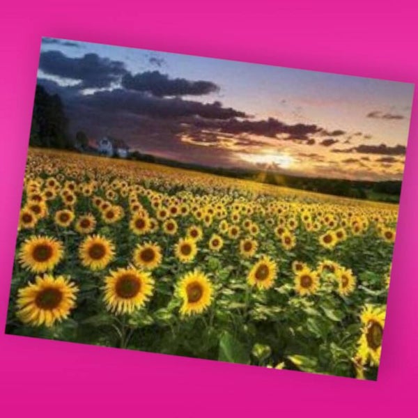 58. Zonnebloemveld Diamond Painting: Breng de Zomer in Huis met Onze Levendige 50x40 cm Diamond Painting!