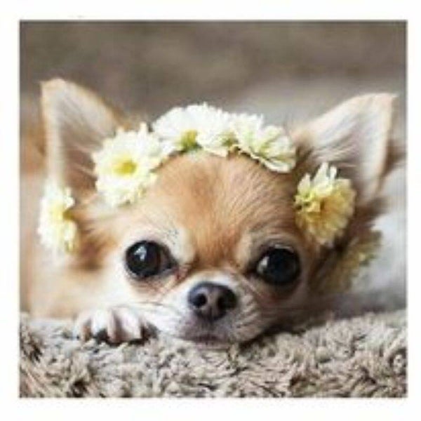 81. chihuahua 40x40 cm