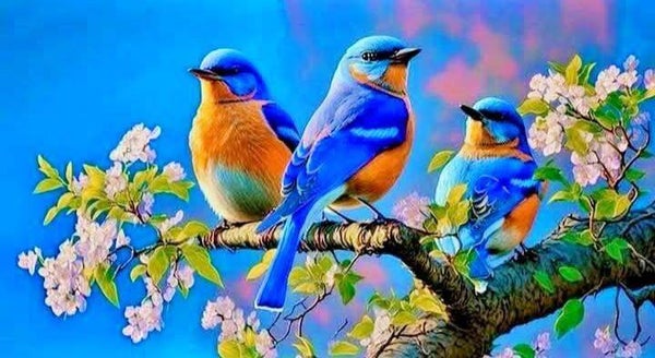 vogels d29