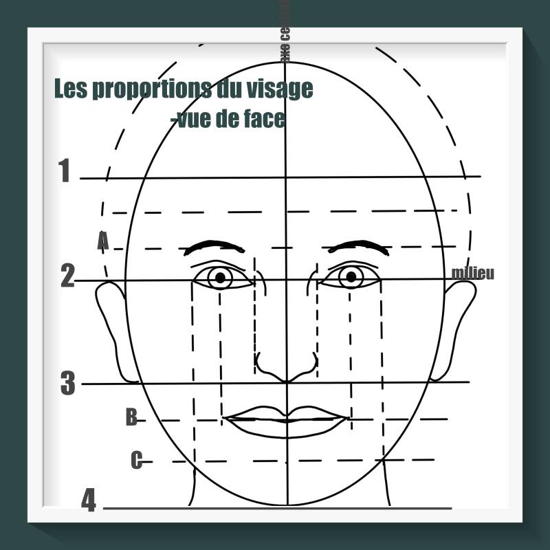 Les proportions du visage
