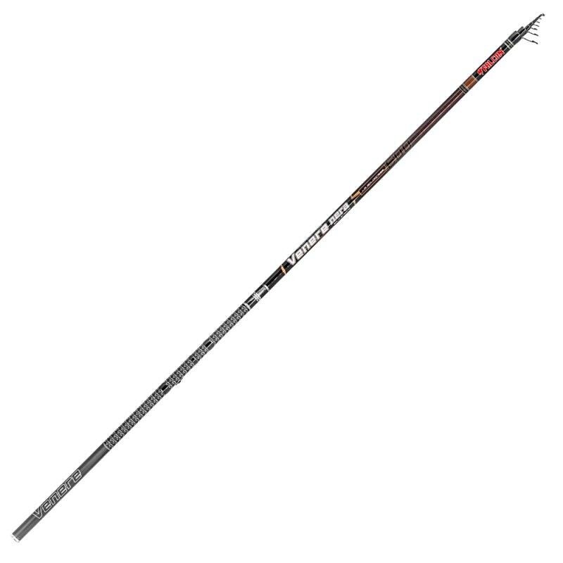 CANNA BOLOGNESE FALCON VENERE NERA