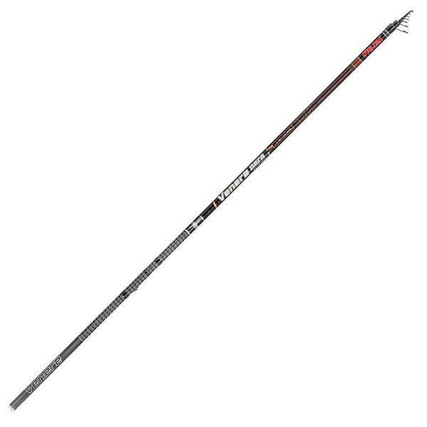 CANNA BOLOGNESE FALCON VENERE NERA