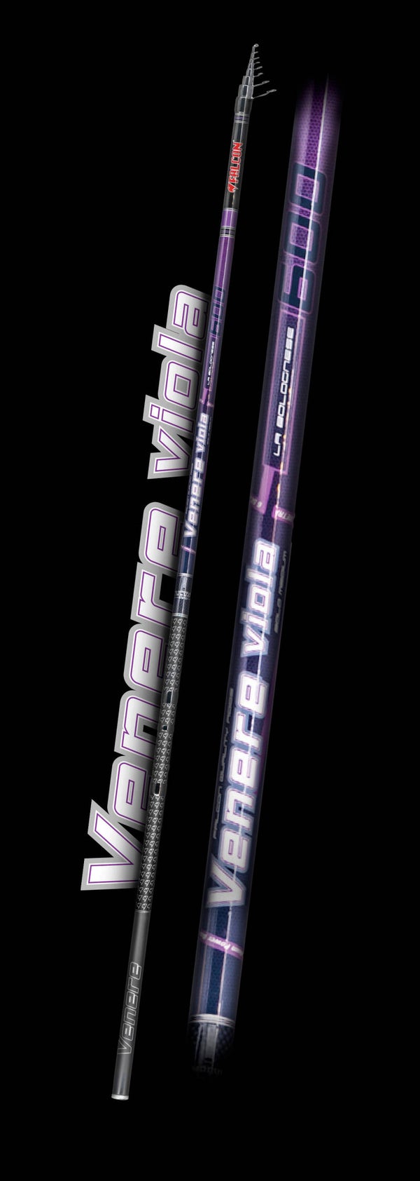 CANNA BOLOGNESE FALCON VENERE VIOLA