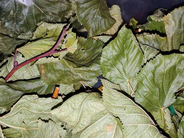 LINDEN LEAF