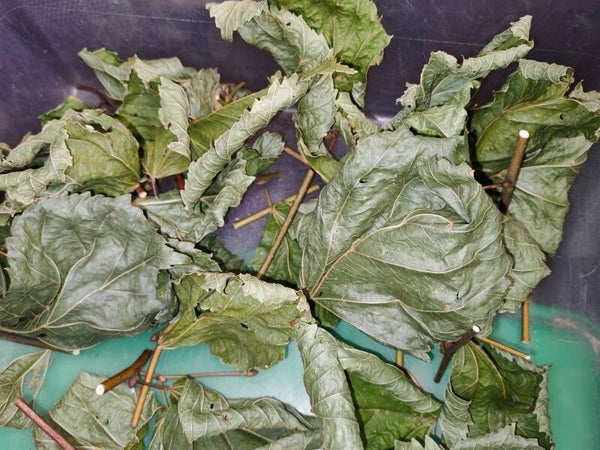 Soft-Dried Linden Leaf