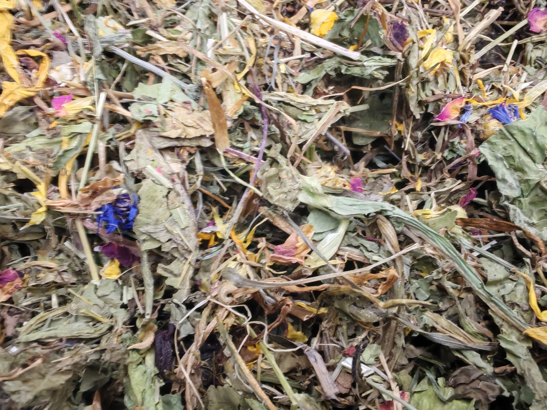 Dandelion Vitality Forage