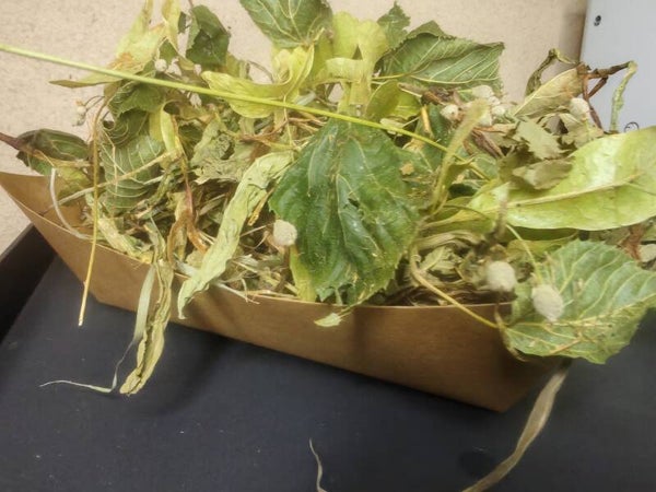 🕯️ Blondie’s Gentle Harvest – The Halloween Comfort Mix