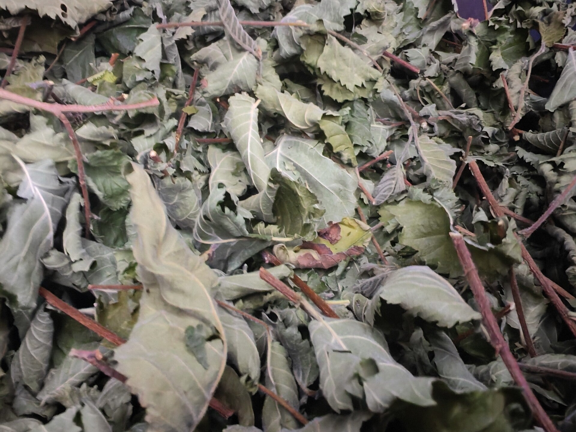 🌳 Pure Wych Elm – Soothing Respiratory & Throat Support