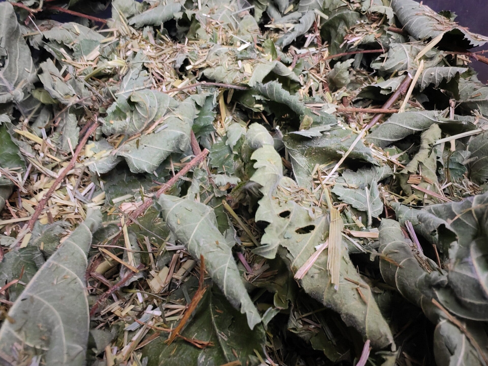 🌳 Wych Elm Mix – Soothing Respiratory & Digestive Support