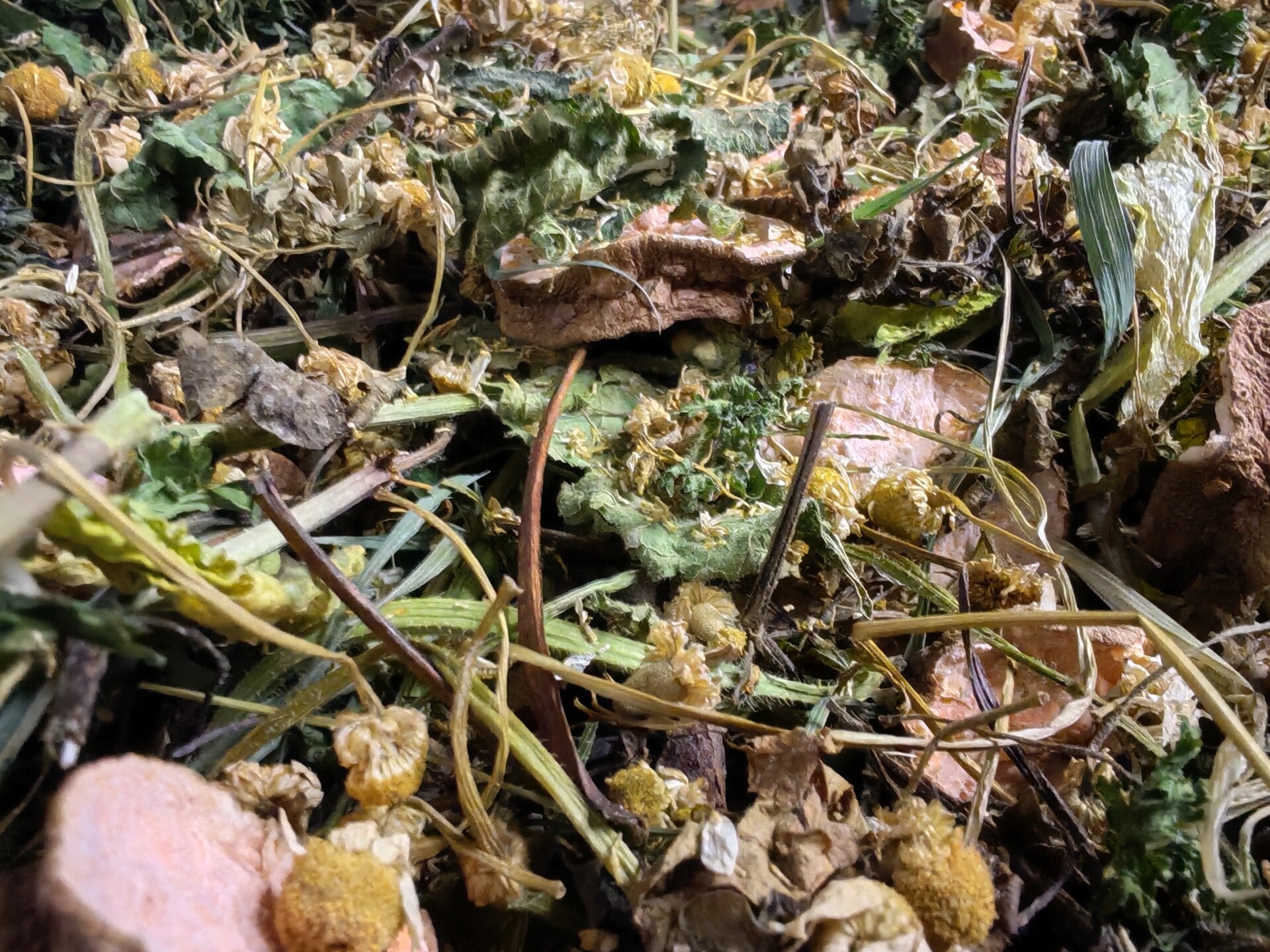 🌿 Sweet Calm & Digestive Forage Mix