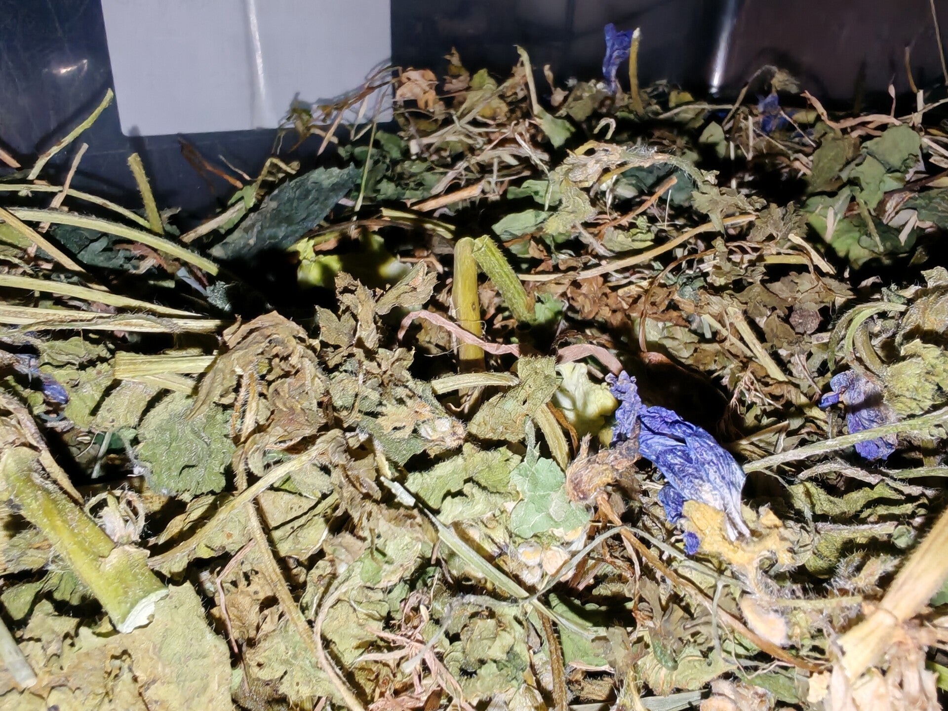 🌿 Gentle Greens & Root Support Forage Mix