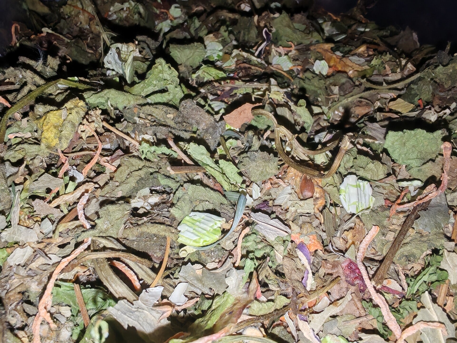 🌿 Garden Harvest Forage Mix