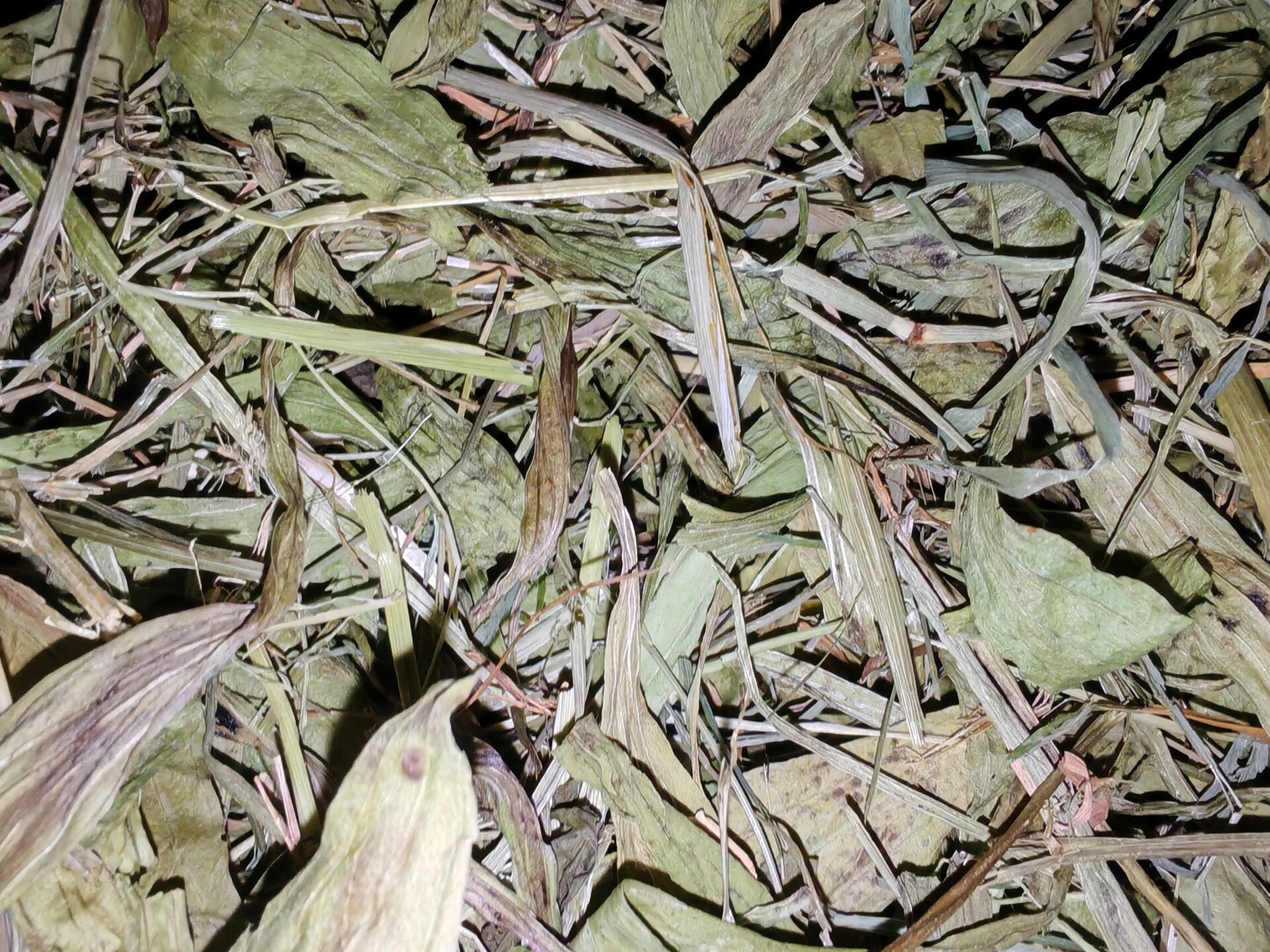 🌿 Plantain & Meadow Grass Forage