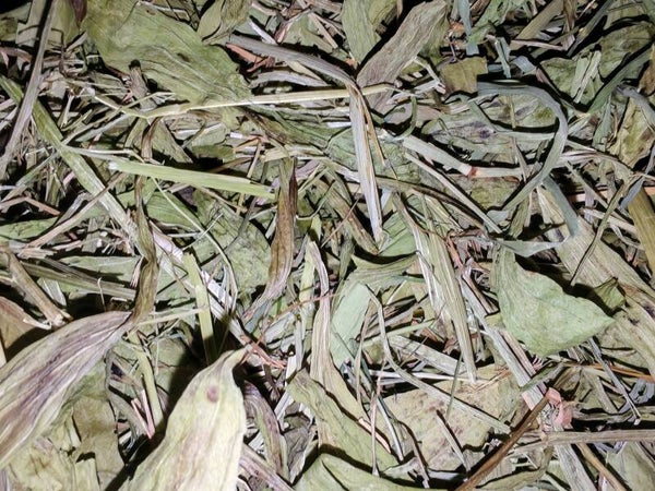 🌿 Plantain & Meadow Grass Forage