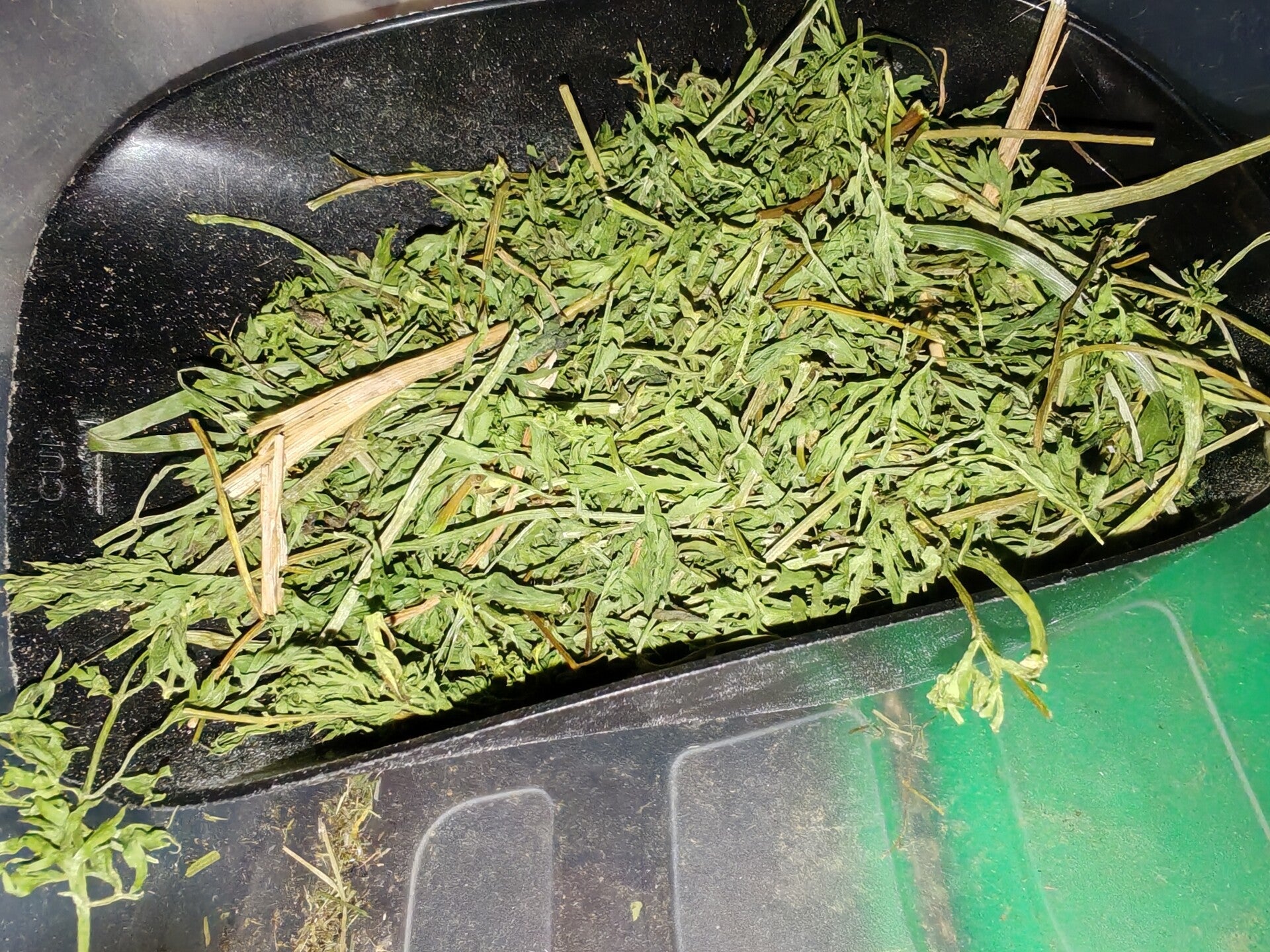 🥕 Carrot Tops Forage