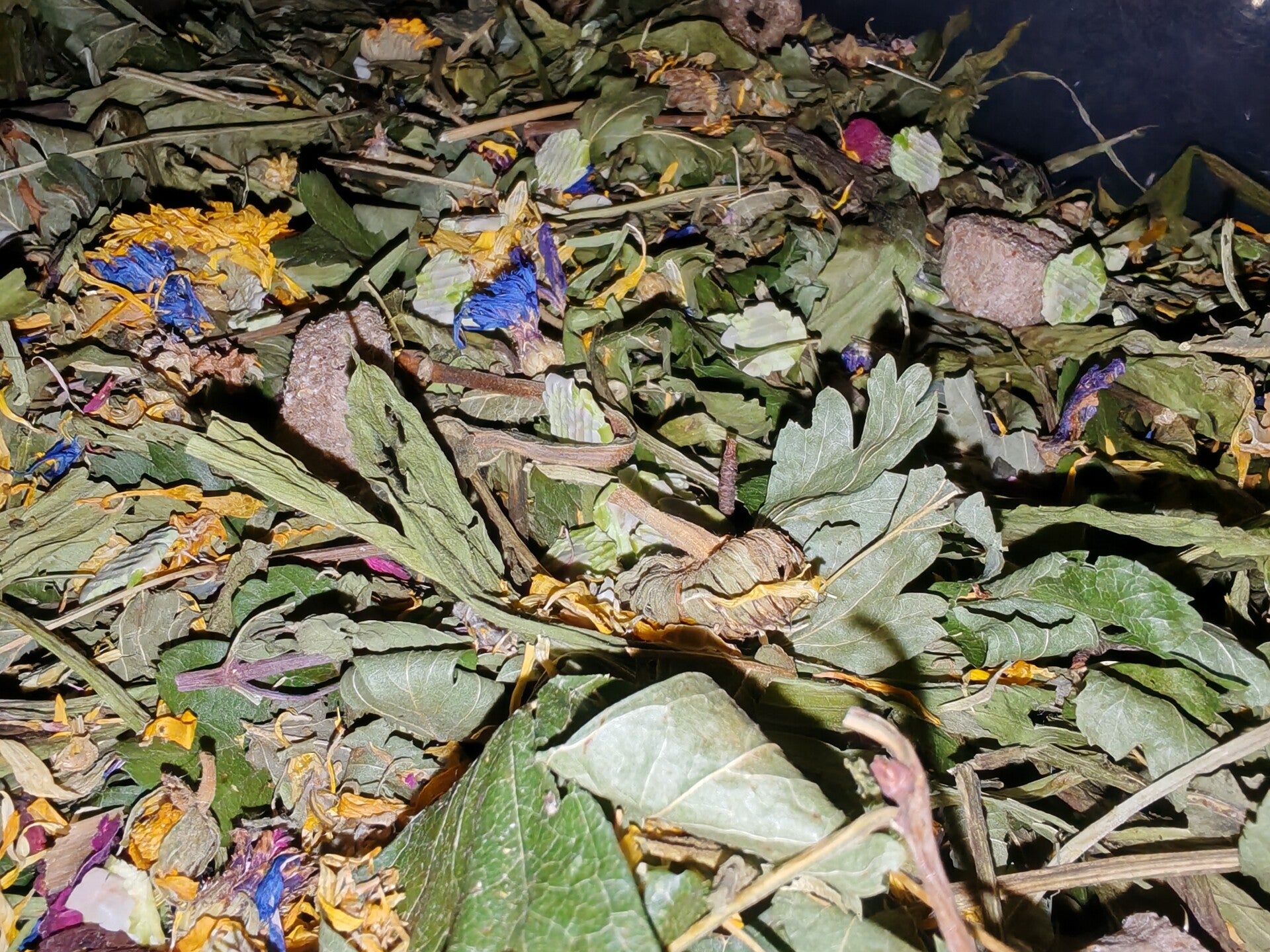 ❤️ Meadow Heart Balance Forage